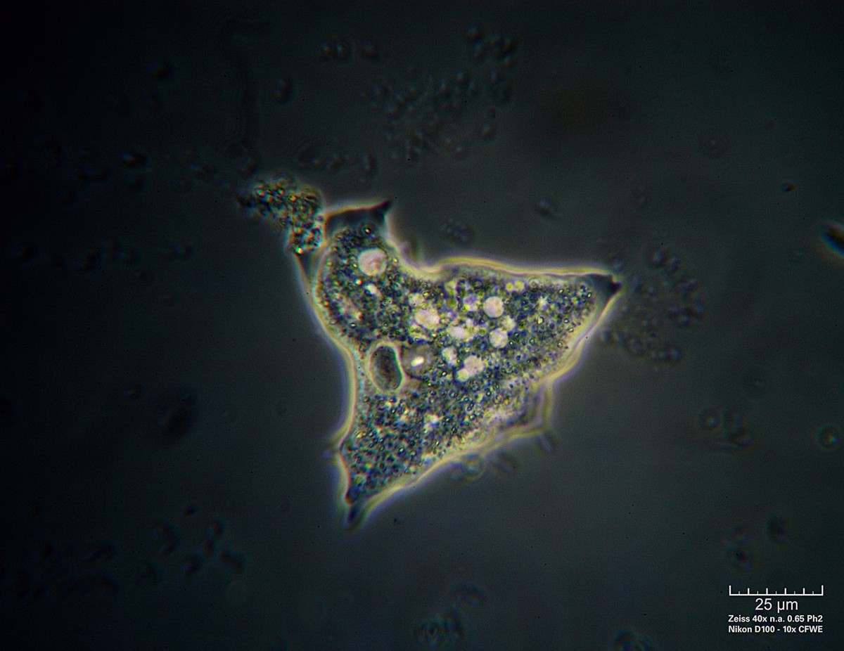 Amoeba CdF